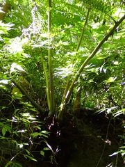 Angiopteris lygodiifolia