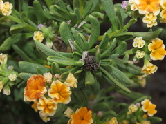 Heliotropium floridum