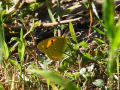 Colias croceus