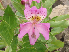 Alstroemeria violacea