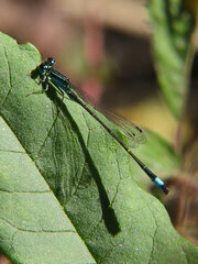 Ischnura elegans