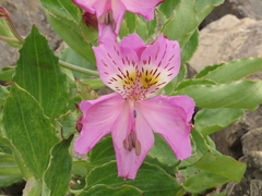 Alstroemeria violacea