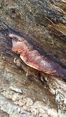 Gloeophyllaceae