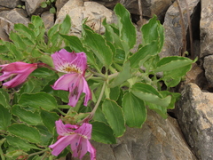 Alstroemeria violacea