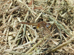 Crocothemis erythraea