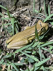 Trachycephalus mesophaeus