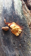 Gloeophyllaceae