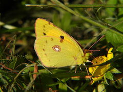 Colias croceus