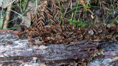 Xylobolus spectabilis