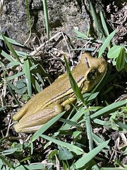 Trachycephalus mesophaeus