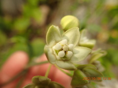 Funastrum clausum