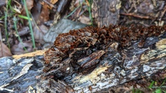 Xylobolus spectabilis