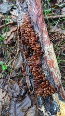 Xylobolus spectabilis