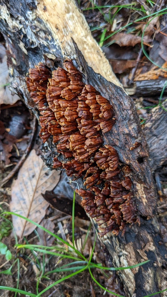 Xylobolus spectabilis · October 2022 · photo: © atsushi_nakajima_cirque (iNaturalist, cc-by)
