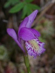 Arethusa bulbosa