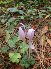 Colchicum umbrosum