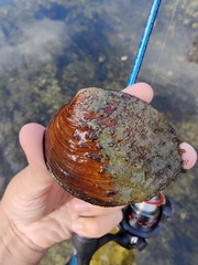 Cyclonaias tuberculata