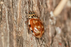 Harmonia quadripunctata