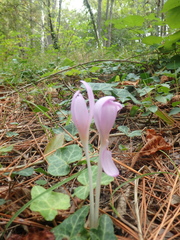 Colchicum umbrosum