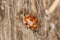 Harmonia quadripunctata
