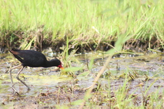 Jacana jacana image