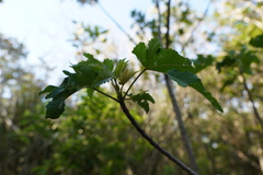 Dombeya acutangula