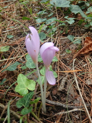 Colchicum umbrosum