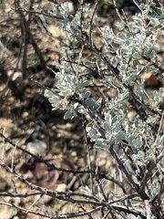 Leucophyllum minus