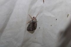 Catocala gracilis