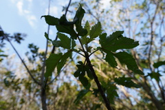 Dombeya acutangula