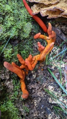 Trichoderma cornu-damae