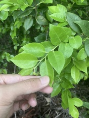 Vaccinium bracteatum