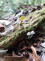 Coprinellus disseminatus