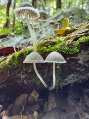 Coprinellus disseminatus