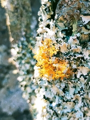 Teloschistes flavicans