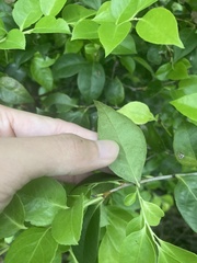 Vaccinium bracteatum