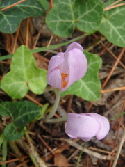 Colchicum umbrosum
