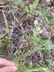 Helicteres angustifolia