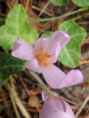 Colchicum umbrosum