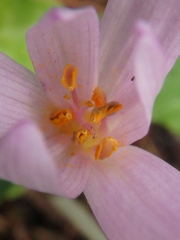 Colchicum umbrosum