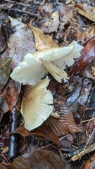 Tricholoma saponaceum