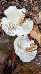 Tricholoma saponaceum