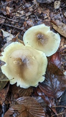 Tricholoma saponaceum