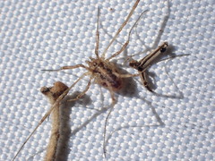 Paroligolophus agrestis