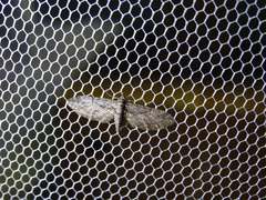 Eupithecia oxycedrata