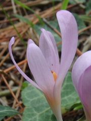 Colchicum umbrosum