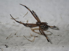 Theridiidae