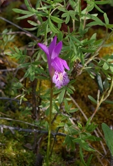 Arethusa bulbosa