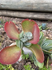 Kalanchoe luciae