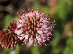 Polyachyrus fuscus